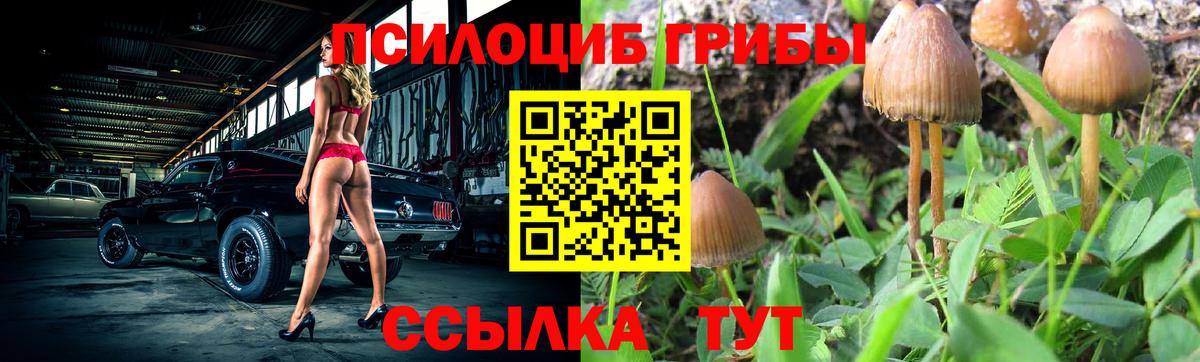Псилоцибиновые грибы Magic Shrooms  купить   Гатчина 